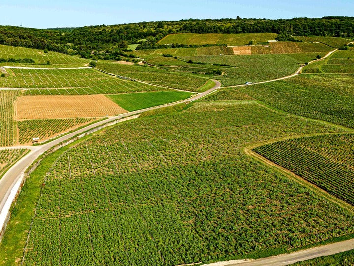 Domaine Chantal Lescure 포도밭 전경