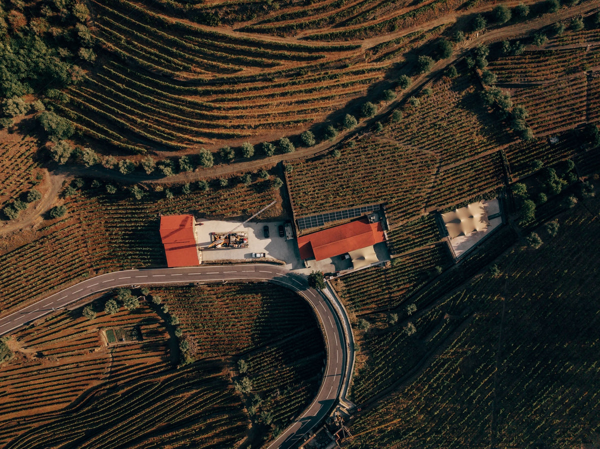 Invincible vineyards in the Douro