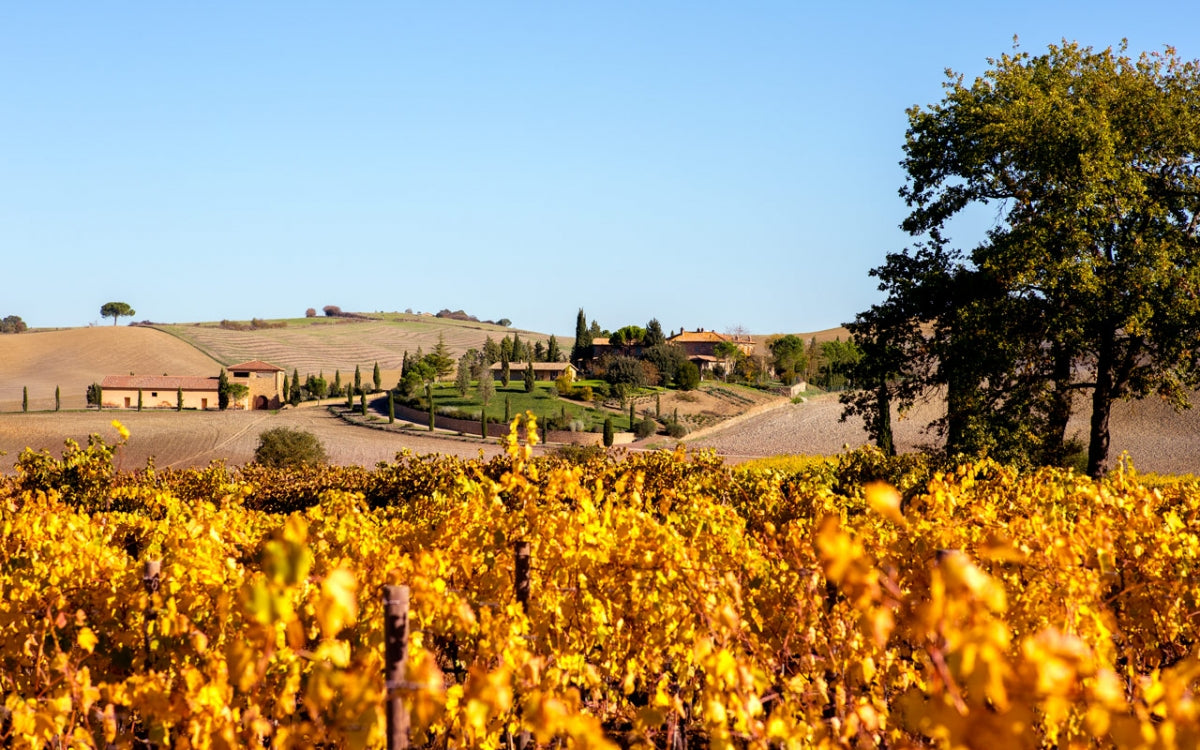 Siro Pacenti vineyards and estate in Montalcino